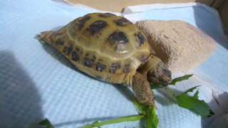 Re russian tortoise feeding [upl. by Northington]