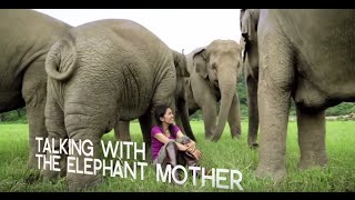 Inspiring Elephant Sanctuary activist in Chiang Mai  WTTV [upl. by Dulcia499]