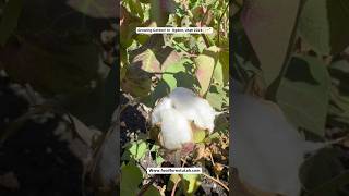 Growing cotton in Utah🌱 utah cotton growing plants urbanfarm garden selfsufficiency gem [upl. by Reiss]