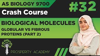 Globular VS Fibrous Proteins  Part 2   Biological Molecules  9700 AS Biology UrduHindi [upl. by Eiltan285]