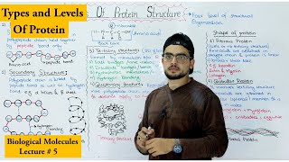 Protein Structure  Four levels of protein Organization  shape of protein [upl. by Erica]