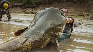 Mammoth Catfish tall 820 FEET VS little Boat by Yuri Grisendi [upl. by Annaig]