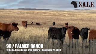 PALMER RANCH 70 Red amp Black Angus Bred Heifers [upl. by Oiluj359]