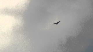 Swallow tailed Kite eating pigeon [upl. by Lucien290]