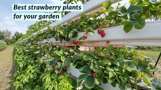 Which kind of strawberry plants should I buy [upl. by Nawoj]