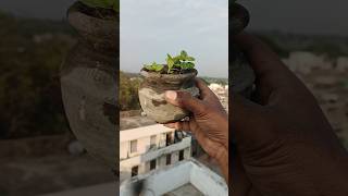 How to grow jaam from seeds🌱😍 indianfarmer terracegardening kitchengardning balconygarden short [upl. by Parks]