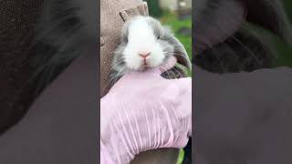 Adorable Gray Mini Lop Bunny  Cuteness Overload [upl. by Eugenius49]