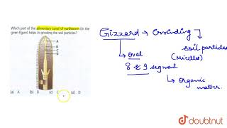 Which part of the alimentary canal of earthworm in the given figure helps in grinding the [upl. by Honan313]