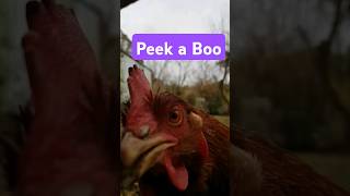 Surprise CloseUp with a Curious Chicken🐔shorts farming chicken [upl. by Carlo]