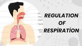 REGULATION OF RESPIRATION  NOTES  PHYSIOLOGY  NOTES  MBBS  BAMS  BHMS  BDS [upl. by Marlena]