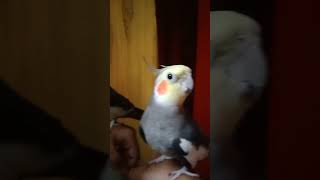 Cockatiel singing september shorts trending cockatielsound birds singingbirds cockatielsound [upl. by Adrial]