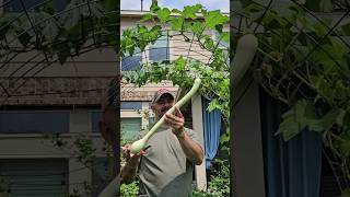 Harvesting the First Rampicante Zucchini of 2024 These are Soooo Good 💯🤗🤗 DHBG [upl. by Iddo182]