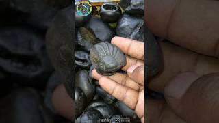 Shaligram  sri surya vishnu shaligram shila gandaki river shaligram 💐💐 shorts short shortsfeed [upl. by Yrmac]