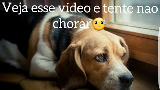 Veja esse video e tente nao chorar [upl. by Fredette]