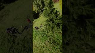 Four Trees 🌲🌲🌲🌲  Playing FPV with the trees fpv drone fpvfreestyle rippingpacks fpvfly [upl. by Ardelle]