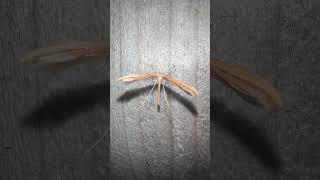 Common Plume Moth On Bonfire Night moths insects nature [upl. by Walley147]