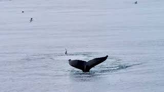 Spitsbergen the PONANT way PONANT [upl. by Eldwun]