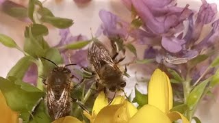 Ukrainian HairyFooted Wild Bees Are Clevest Bees Ukraine Kyiv 23042022 [upl. by Rutra]