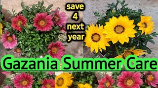 Gazania plant summer care nHow to save gazania for next season Gazania care [upl. by Sharl]