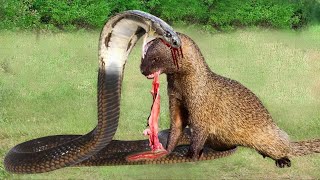 Look What Happens When Mongoose Mercilessly Destroys King Cobra Mongoose vs King Cobra [upl. by Rexferd383]