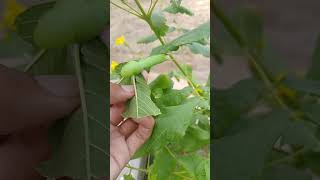 Tobacco hornworm harmful for plants ☘️🍀 [upl. by Atnuhs]