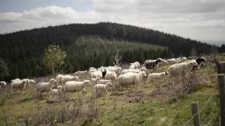 Osez lagroécologie  Témoignage dun éleveur ovin en Corrèze [upl. by Sakmar]