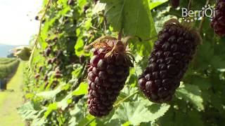 BerriQi  Visit to Boysenberry New Zealand Fruit Farm with Julian Raine [upl. by Marna501]