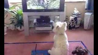 Casper the Westie watching TV [upl. by Holbrook]