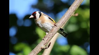 Der Stieglitz Carduelis carduelis [upl. by Emyam]