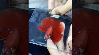 Does this hurt the betta fish  Fish Tank Review 283 [upl. by Alyak]