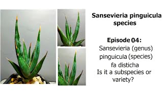 Sansevieria pinguicula fa disticha  pinguicula species Episode 04 [upl. by Melodee802]