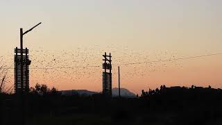 Storno Sturnus vulgaris  2024 16 nov [upl. by Nelleeus]