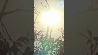 Summer Day in October  Michaelmas Summer shortvideo meteorologicalphenomenon [upl. by Assinna]