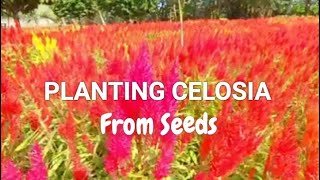 PAANO MAGTANIM NG CELOSIA  Celosia Propagation From Seeds [upl. by Merilee]