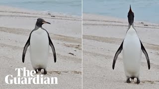 Lone king penguin discovered thousands of kilometres from Antarctica on Australian beach [upl. by Noemys]