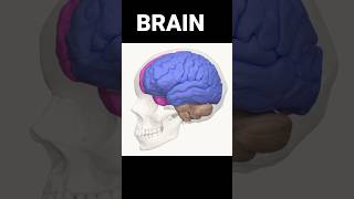 humanbrain boodflow doctor mbbs raheesansari aiimsdelhi anatomy ❤️💥💯 ytshorts [upl. by Lathe]