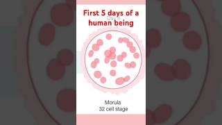 5 first amazing days of a human Zygote to Blastocyst pregnant shortsvideo August 30 2024 [upl. by Obeded323]