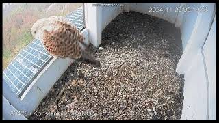 Konstancin Jeziorna Orange PL Kestrels Female on doorstep on landing  departure2024 11 20 08 19 [upl. by Jos971]