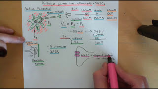 Voltage Gated Ion Channels Part 1 [upl. by Nimra]