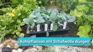 Kohlpflanzen mit Schafwolle düngen [upl. by Leitao503]