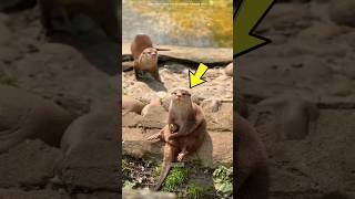 Cute Wild Animal Prairie Dog [upl. by Joselyn969]