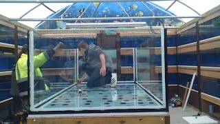 Building a monster aquarium 700gal Unedited [upl. by Renny]