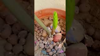 Zz plants grow and care gardening shrotszzplant [upl. by Laup398]