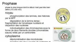 6 le cycle cellulaire et la mitose YouTube [upl. by Krm]