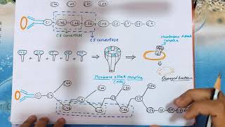 Complement System explained immunology  Innate Immunity  Mechanism  MAC Complex [upl. by Eisteb521]