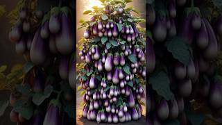 Method of growing 3 meter high brinjal plant  shorts farming [upl. by Sellers]