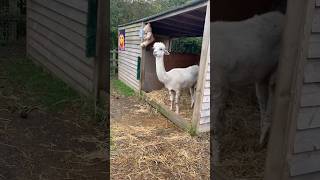 This Alpaca is Sooo Coool 🤣🤣🤣Aldenham Country Parkfarmanimals shorts [upl. by Bowman]