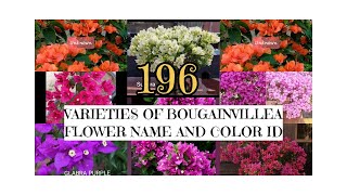 196 Varieties of Bougainvillea Flower Name and Colour IDbougainvillea bougainvilleaflower flowers [upl. by Stanly554]