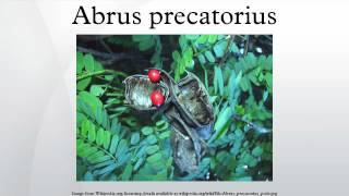 Abrus precatorius [upl. by Luciano]