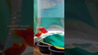 BALLOON PLATY ADULTS ❤️ SHIPPING VIZAG  AK AQUA akaquatelugu balloonplatyfish platyfish [upl. by Margaux802]